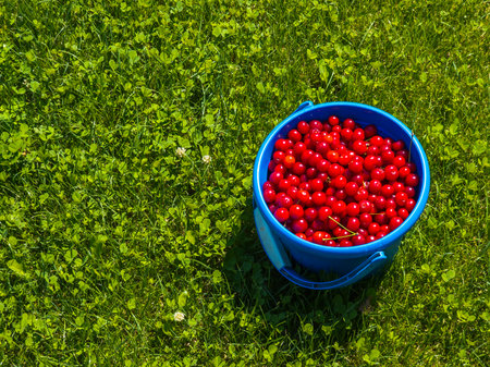 Fresh cherries in blue bucket on sunny grassの写真素材