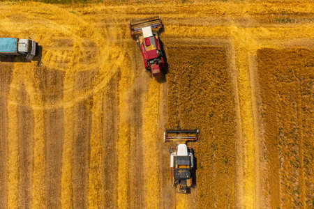 Combine harvesters working in wheat field during daytime