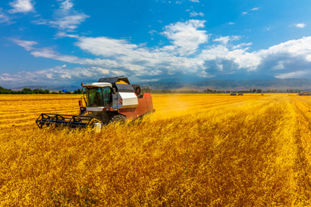 Combine harvester operating in rural field on sunny dayの写真素材