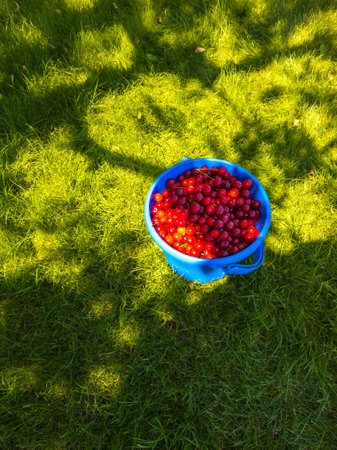 Fresh cherries in blue container on grass in garden