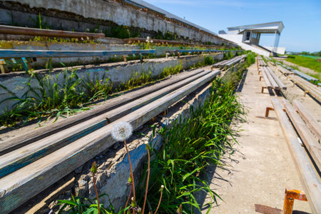 Dandelion growing in overgrown Kok-Boru stadium seating on sunny dayの写真素材