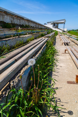 Dandelion seed heads growing on abandoned wooden bleachersの写真素材
