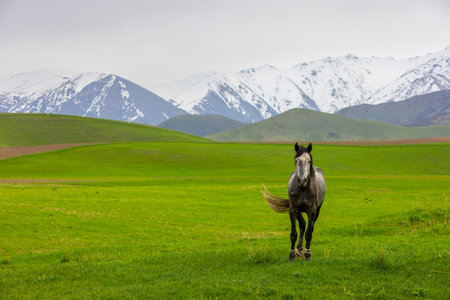 Horse standing in serene grassy field in mountainous regionの写真素材
