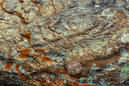 Colorful lichen growing on rugged rock surface outdoorsの写真素材