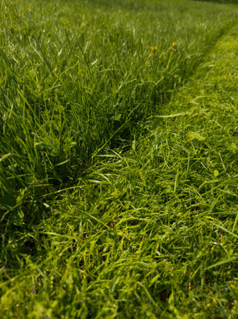 Lush green grass on sunny lawn during daytime with the boundary between the mown and unmown part of the lawn, closeupの写真素材