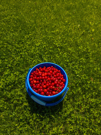Fresh cherries in blue bucket harvested outdoors in summerの写真素材