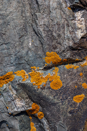 Multiple lichen growing on rugged rock surface outdoorsの写真素材
