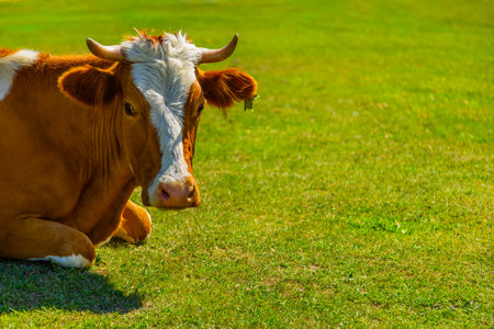 Cow lying down in peaceful meadow during daytimeの写真素材