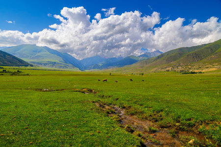 Cows grazing in green meadow near mountains and streamの写真素材