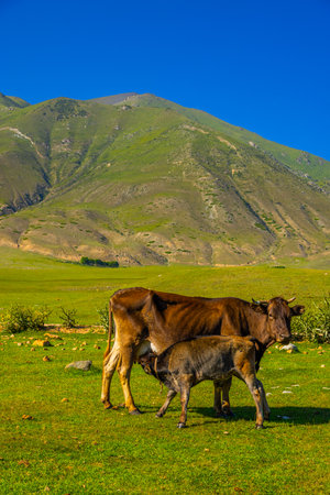 Adult cow nursing calf in peaceful mountainous landscape in Kyrgyzstan