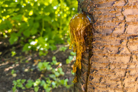Close-up of cherry tree trunk with sap in dappled sunlightの写真素材