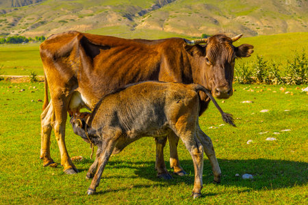 Adult cow nursing calf in grassy field during daytime in Kyrgyzstanの写真素材