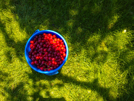 Fresh cherries in blue container on sunny grass