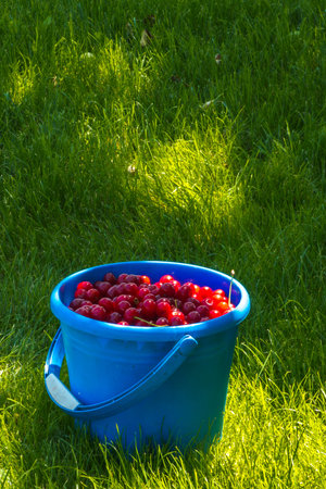 Red cherries in blue bucket on grassy area during summer day