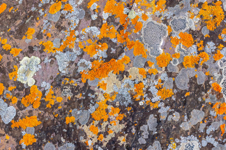Vibrant lichen covering textured rock surface in natureの写真素材