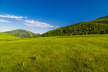 Serene rolling green hills and tranquil forest under blue skyの写真素材