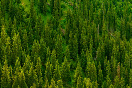 Serene coniferous forest in mountainous terrain, full-frame closeup view