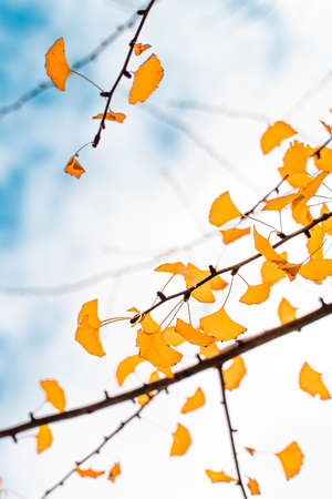 Ginkgo leavesの写真素材