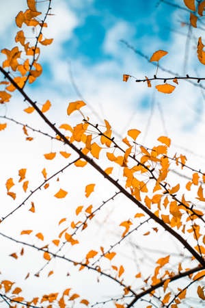 Ginkgo leavesの写真素材