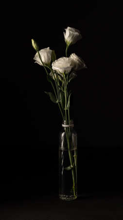 White eustoma flowersの写真素材