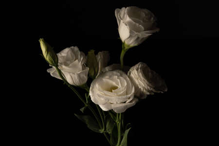 White eustoma flowersの写真素材