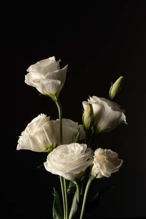 White eustoma flowersの写真素材