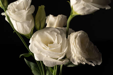 White eustoma flowersの写真素材