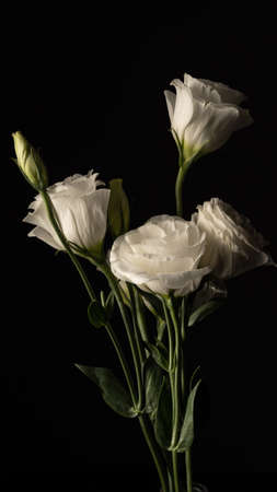 White eustoma flowersの写真素材