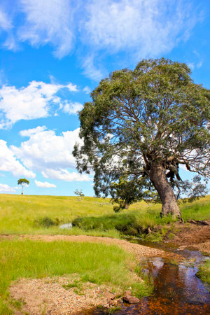 Big tree along the creek , blue sky grassland on sunny dayの写真素材
