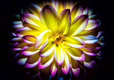 A yellow and pink Dahlia on a blackbackground.の写真素材