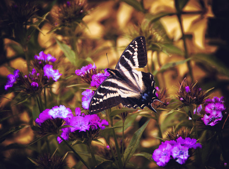 Butterfly in a spring garden with flowers.の写真素材