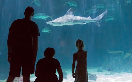 Family watching sharks in an aquarium at Point Defiance Zoo, Tacoma, Washington.のeditorial素材