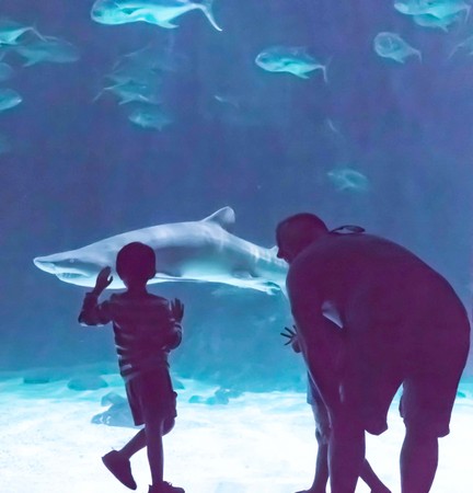 Children watching sharks at Point Defiance Zoo, Tacoma, Washingtonのeditorial素材