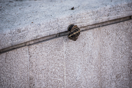 Snail and stone wallの写真素材
