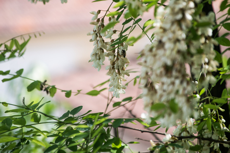 Flowers and beesの写真素材