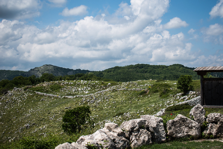 Stones and greenの写真素材