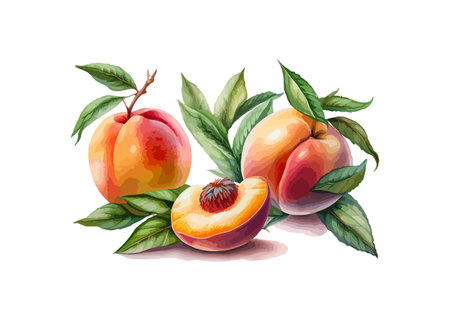Hand drawn watercolor painting of a peach. Vector illustration design.のイラスト素材