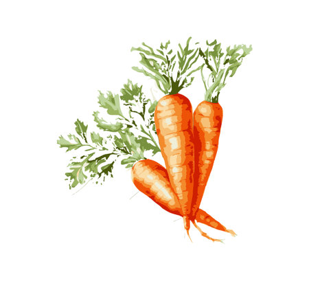Watercolor carrot. Vector illustration design.のイラスト素材