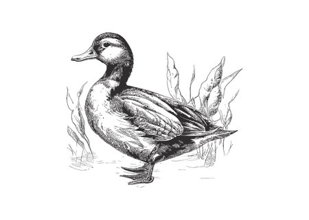 Duck farm bird hand drawn engraving sketch. Vector illustration design.のイラスト素材