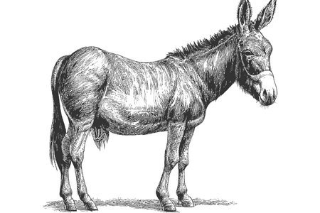 Donkey animal sketch hand drawn sketch engraving. Vector illustration design.のイラスト素材
