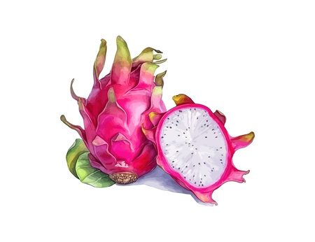 Dragon fruit Watercolor realistic. Vector illustration design.のイラスト素材
