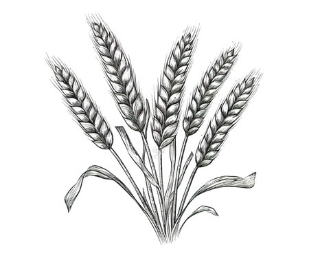 Wheat ears sketch hand drawn in doodle style. Vector illustration design.のイラスト素材