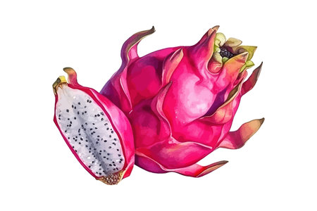 Dragon fruit Watercolor realistic. Vector illustration design.のイラスト素材