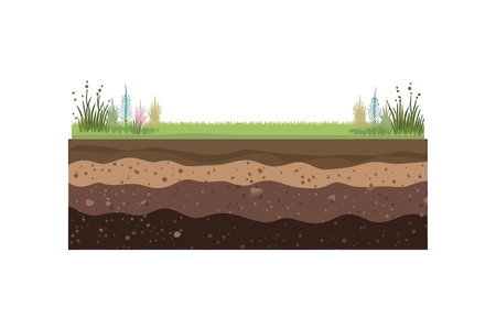 Soil or underground layers, grassy ground and ear. Vector illustration design.のイラスト素材