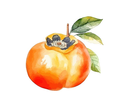 Persimmon watercolor. Vector illustration design.のイラスト素材