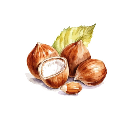 Hand drawn watercolor painting nut. Vector illustration design.のイラスト素材