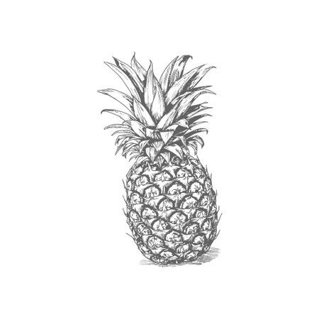 Pineapple fruit sketch hand drawn. Vector illustration design.のイラスト素材