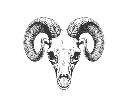 Sketch Of Ram Skull. Boho And Hipster Hand Drawn. Vector illustration design.のイラスト素材