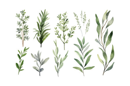 Watercolor rosemary basil bay leaf parsley. Herbs. Vector illustration design.のイラスト素材