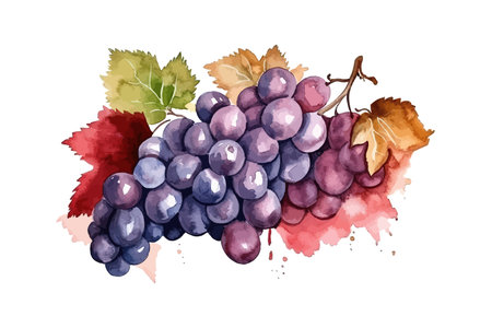 Bunch of grapes hand drawn color watercolor. Vector illustration design.のイラスト素材